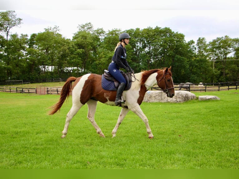 American Quarter Horse Castrone 8 Anni 152 cm Sauro ciliegia in Highland MI