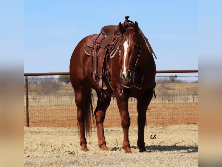 American Quarter Horse Castrone 8 Anni 152 cm Sauro ciliegia in Jackson TX