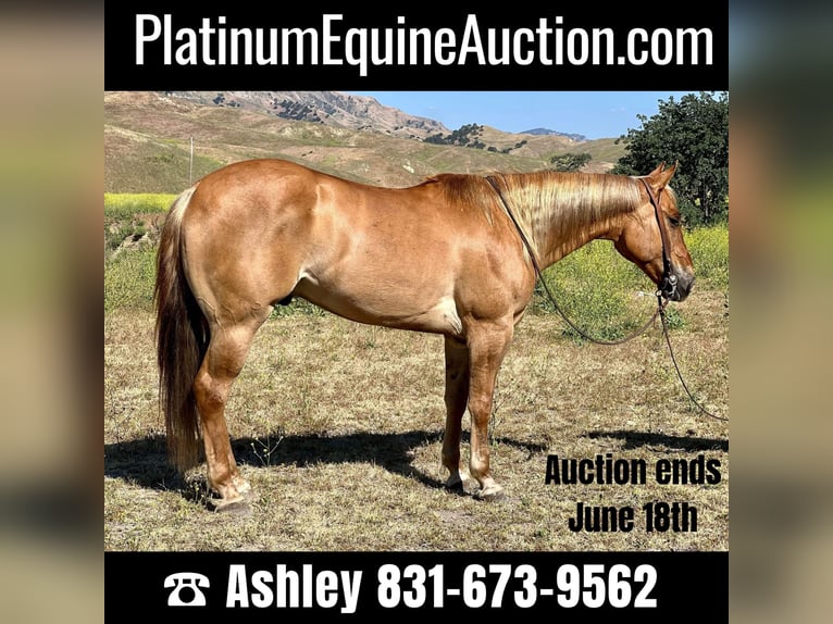 American Quarter Horse Castrone 8 Anni 152 cm Sauro ciliegia in Paicines CA