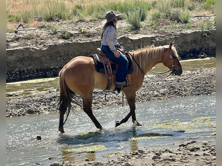 American Quarter Horse Castrone 8 Anni 152 cm Sauro ciliegia in Paicines CA