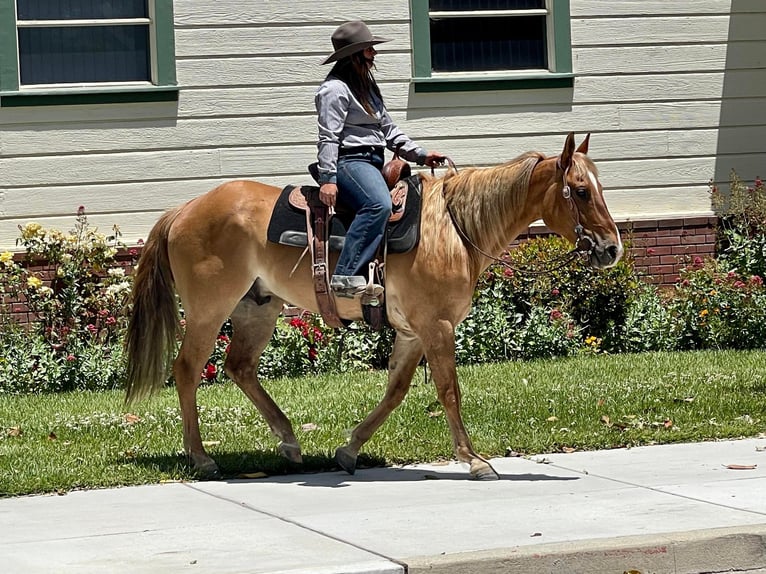 American Quarter Horse Castrone 8 Anni 152 cm Sauro ciliegia in Paicines CA