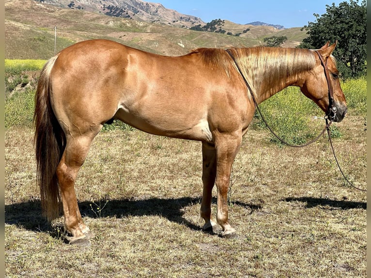 American Quarter Horse Castrone 8 Anni 152 cm Sauro ciliegia in Paicines CA