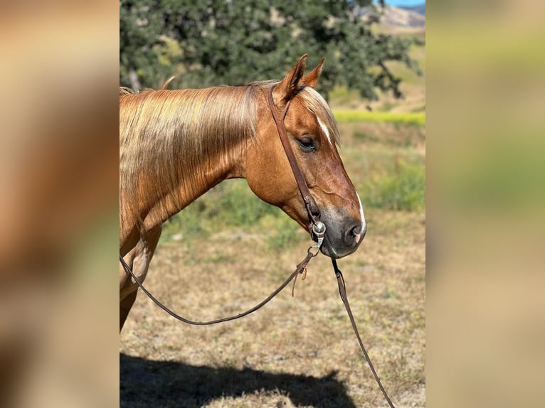 American Quarter Horse Castrone 8 Anni 152 cm Sauro ciliegia in Paicines CA