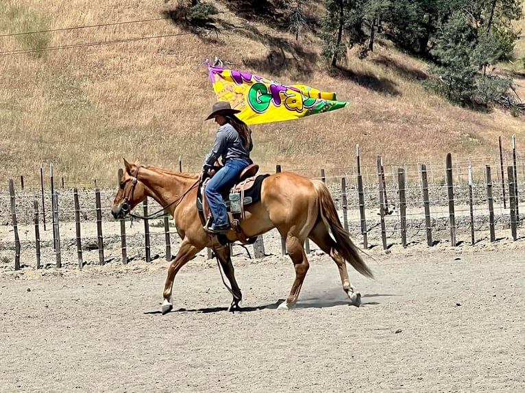 American Quarter Horse Castrone 8 Anni 152 cm Sauro ciliegia in Paicines CA