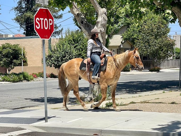 American Quarter Horse Castrone 8 Anni 152 cm Sauro ciliegia in Paicines CA