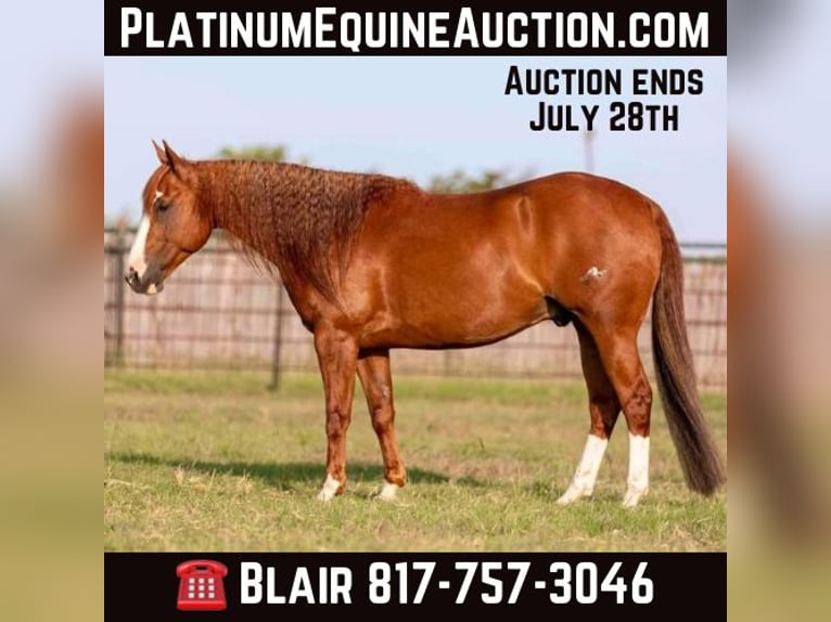 American Quarter Horse Castrone 8 Anni 152 cm Sauro ciliegia in Weatherford TX