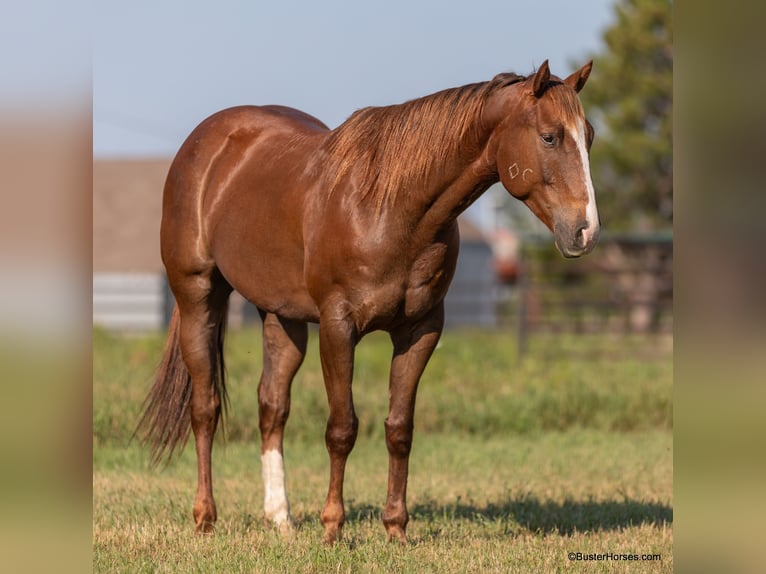 American Quarter Horse Castrone 8 Anni 152 cm Sauro ciliegia in Weatherford TX