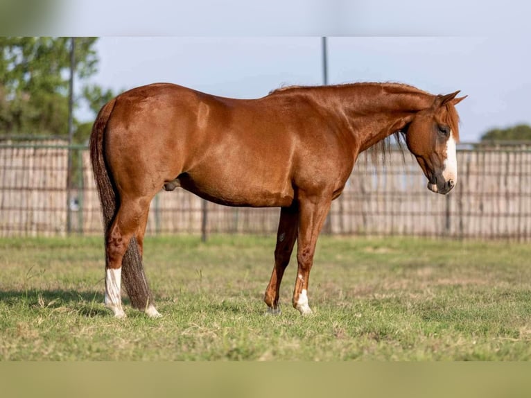 American Quarter Horse Castrone 8 Anni 152 cm Sauro ciliegia in Weatherford TX