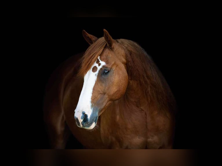 American Quarter Horse Castrone 8 Anni 152 cm Sauro ciliegia in Weatherford TX