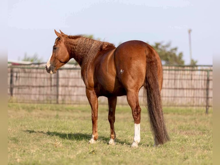 American Quarter Horse Castrone 8 Anni 152 cm Sauro ciliegia in Weatherford TX