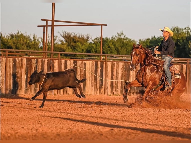American Quarter Horse Castrone 8 Anni 152 cm Sauro ciliegia in Waco
