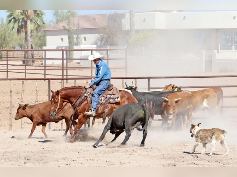 American Quarter Horse Castrone 8 Anni 152 cm Sauro ciliegia in Carefree, AZ