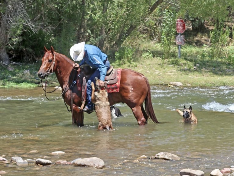 American Quarter Horse Castrone 8 Anni 152 cm Sauro ciliegia in Carefree, AZ