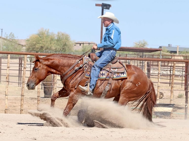 American Quarter Horse Castrone 8 Anni 152 cm Sauro ciliegia in Carefree, AZ