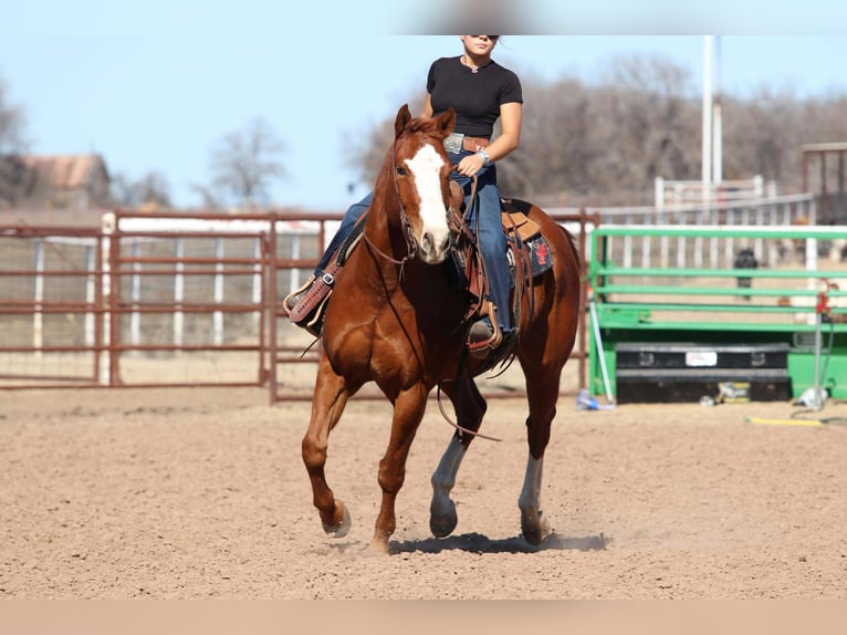 American Quarter Horse Castrone 8 Anni 152 cm Sauro ciliegia in Mineral Wells