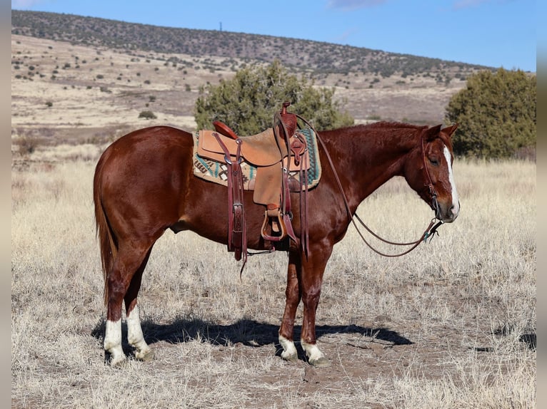 American Quarter Horse Castrone 8 Anni 152 cm Sauro ciliegia in Camp Verde, AZ