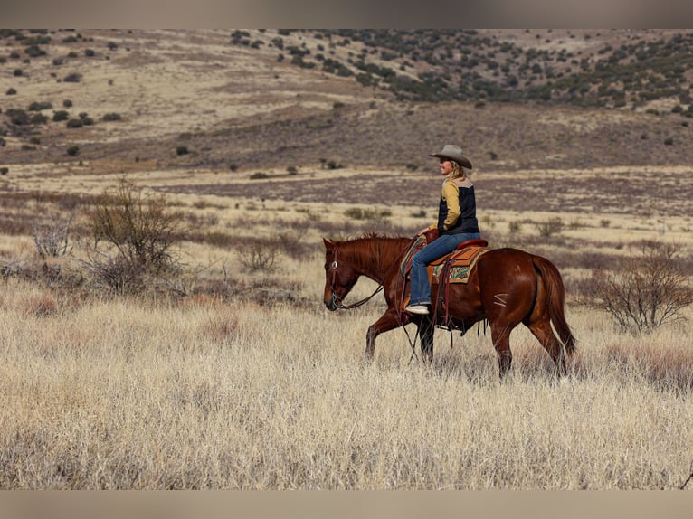 American Quarter Horse Castrone 8 Anni 152 cm Sauro ciliegia in Camp Verde, AZ