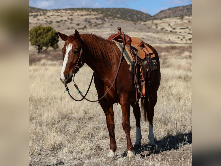 American Quarter Horse Castrone 8 Anni 152 cm Sauro ciliegia in Camp Verde, AZ