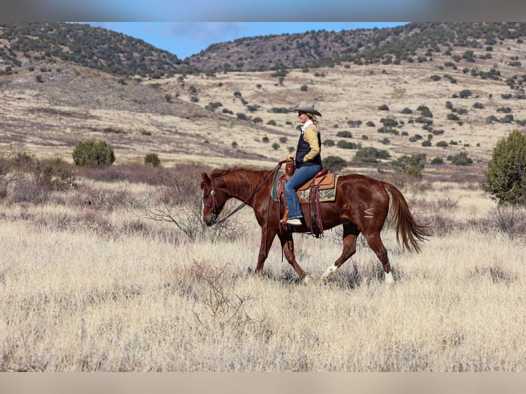 American Quarter Horse Castrone 8 Anni 152 cm Sauro ciliegia in Camp Verde, AZ