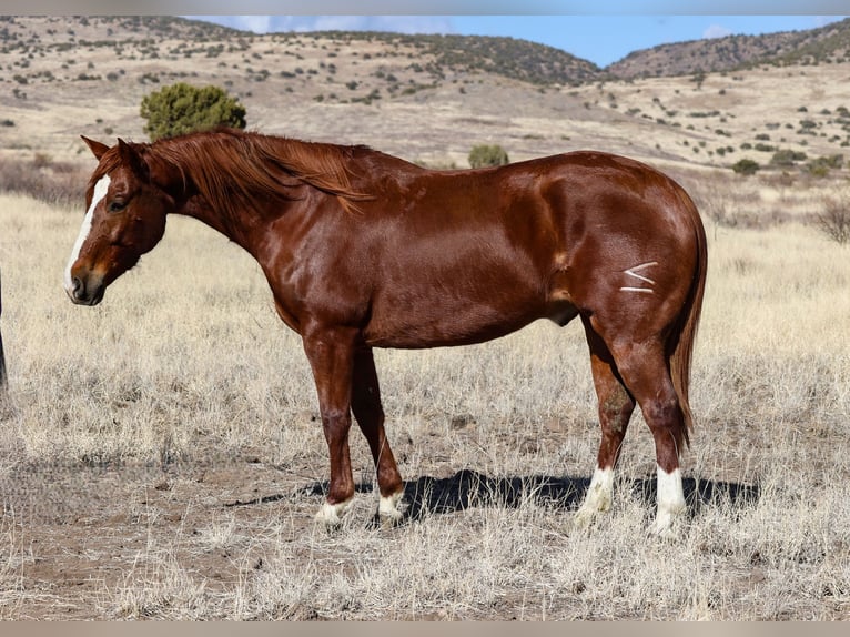 American Quarter Horse Castrone 8 Anni 152 cm Sauro ciliegia in Camp Verde, AZ