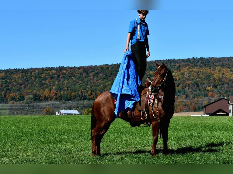 American Quarter Horse Castrone 8 Anni 152 cm Sauro ciliegia in Rebersburg