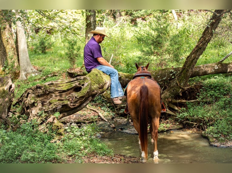 American Quarter Horse Castrone 8 Anni 152 cm Sauro ciliegia in Santa Fe