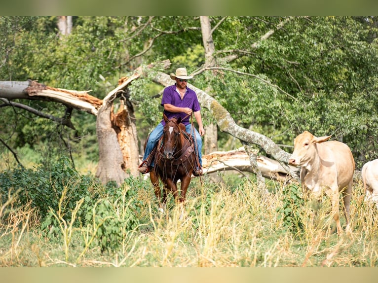 American Quarter Horse Castrone 8 Anni 152 cm Sauro ciliegia in Santa Fe