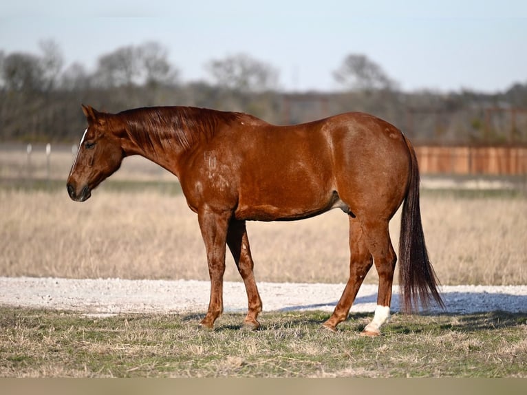 American Quarter Horse Castrone 8 Anni 152 cm Sauro ciliegia in Waco, tx