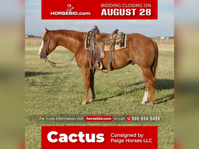 American Quarter Horse Castrone 8 Anni 152 cm Sauro ciliegia in Amarillo, TX