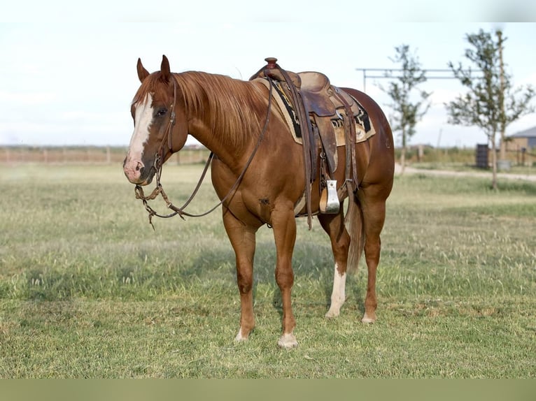 American Quarter Horse Castrone 8 Anni 152 cm Sauro ciliegia in Amarillo, TX