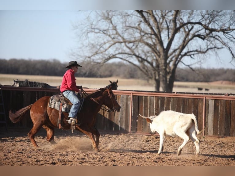 American Quarter Horse Castrone 8 Anni 152 cm Sauro ciliegia in Weatherford, TX