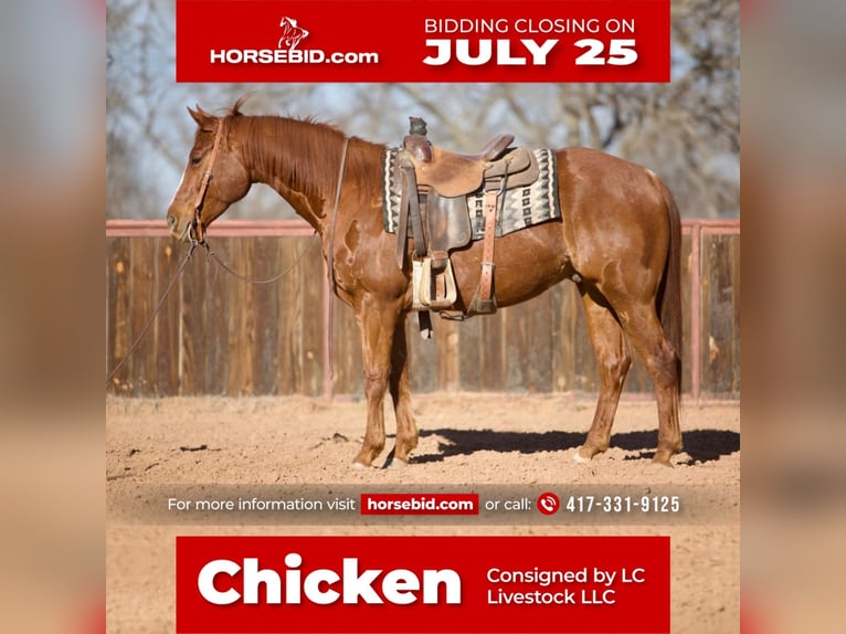 American Quarter Horse Castrone 8 Anni 152 cm Sauro ciliegia in Weatherford, TX