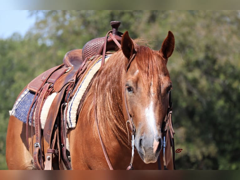 American Quarter Horse Castrone 8 Anni 152 cm Sauro ciliegia in Graham, TX