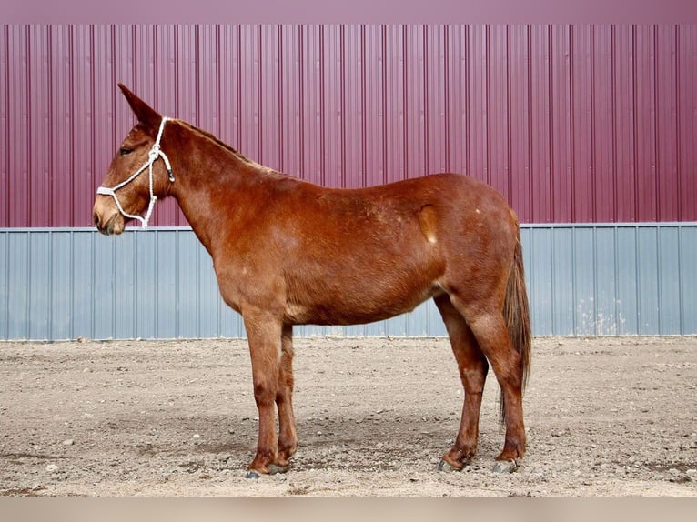 American Quarter Horse Castrone 8 Anni 152 cm Sauro scuro in Howell MI