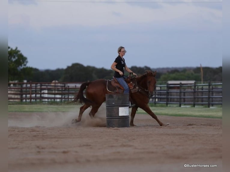 American Quarter Horse Castrone 8 Anni 152 cm Sauro scuro in Weatherford TX