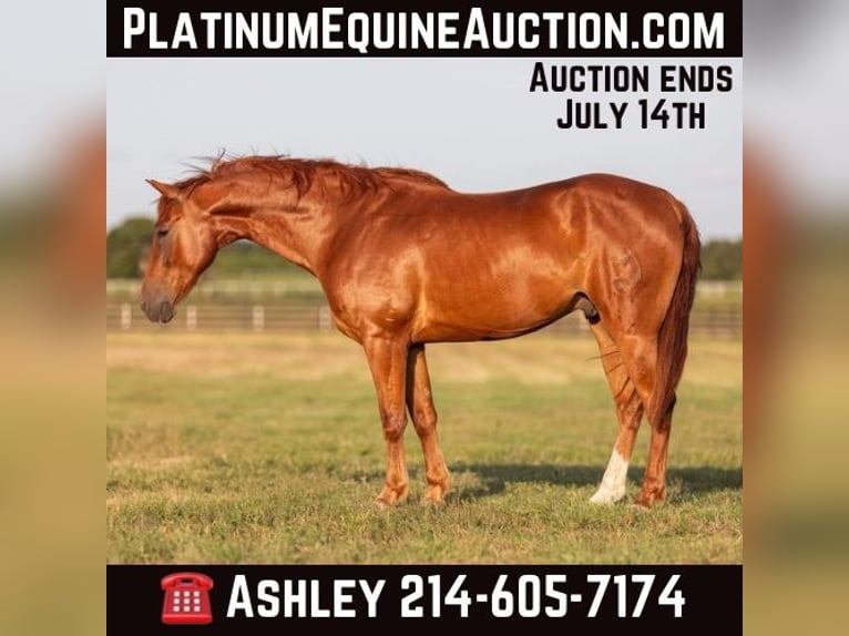 American Quarter Horse Castrone 8 Anni 152 cm Sauro scuro in Weatherford TX