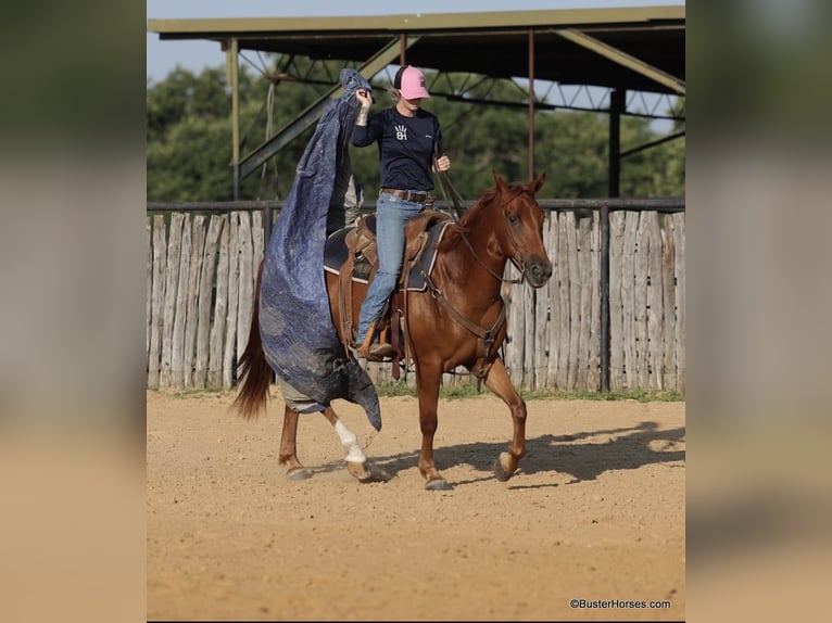 American Quarter Horse Castrone 8 Anni 152 cm Sauro scuro in Weatherford TX