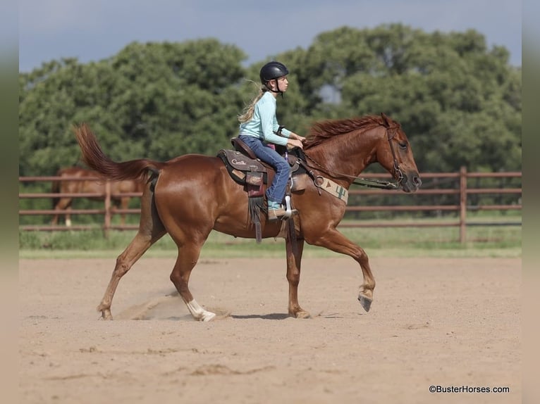 American Quarter Horse Castrone 8 Anni 152 cm Sauro scuro in Weatherford TX