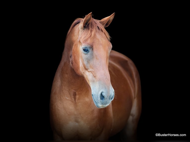 American Quarter Horse Castrone 8 Anni 152 cm Sauro scuro in Weatherford TX