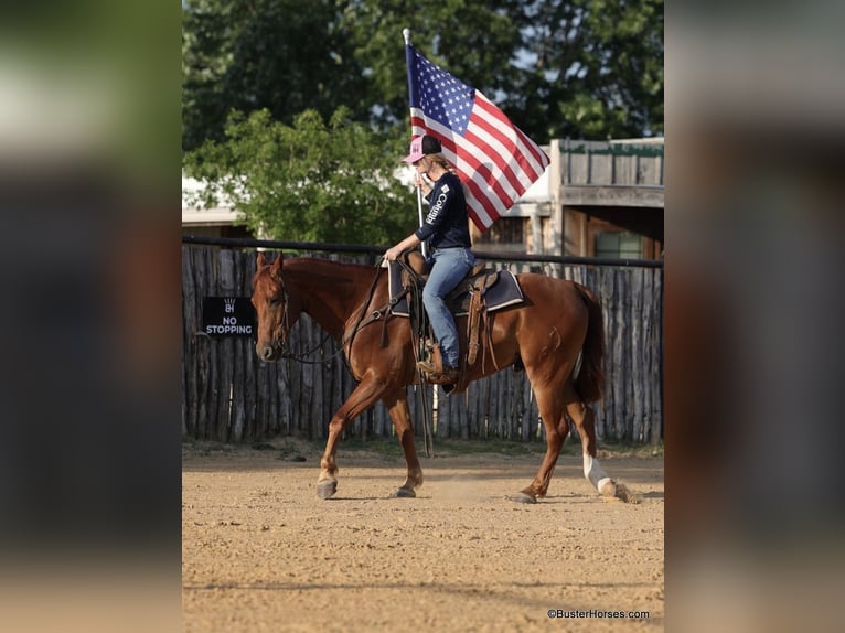 American Quarter Horse Castrone 8 Anni 152 cm Sauro scuro in Weatherford TX