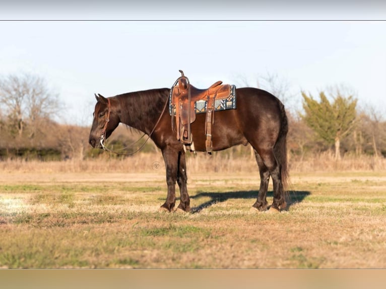American Quarter Horse Castrone 8 Anni 152 cm Sauro scuro in Raveena, TX