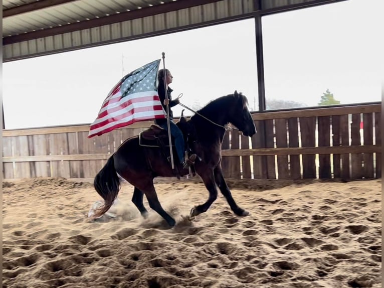 American Quarter Horse Castrone 8 Anni 152 cm Sauro scuro in Raveena, TX