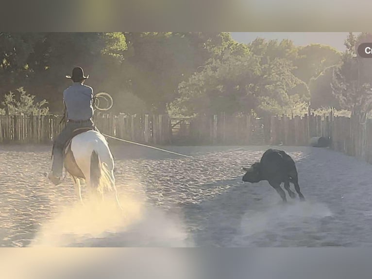 American Quarter Horse Castrone 8 Anni 152 cm Tobiano-tutti i colori in Camp Verde AZ