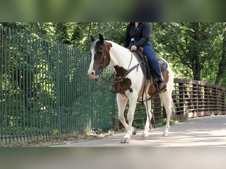 American Quarter Horse Castrone 8 Anni 152 cm Tobiano-tutti i colori in Granbury TX