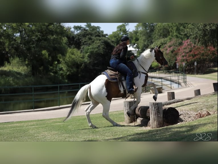 American Quarter Horse Castrone 8 Anni 152 cm Tobiano-tutti i colori in Granbury TX