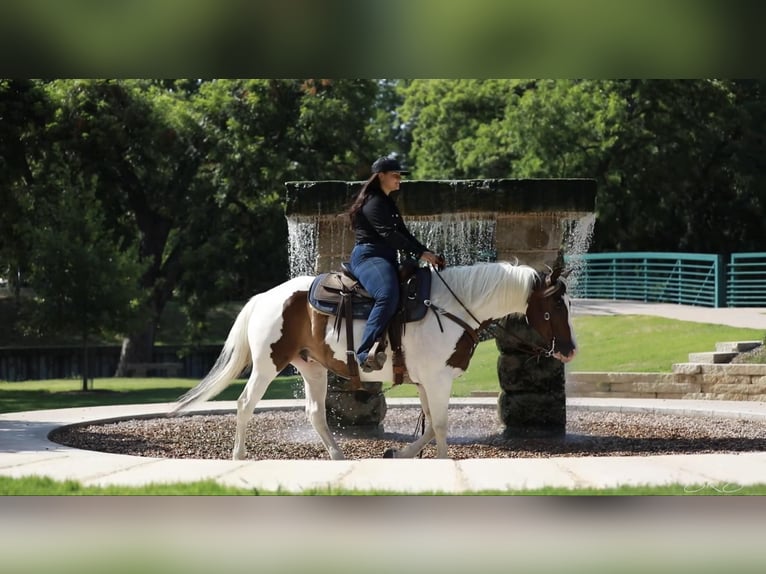 American Quarter Horse Castrone 8 Anni 152 cm Tobiano-tutti i colori in Granbury TX