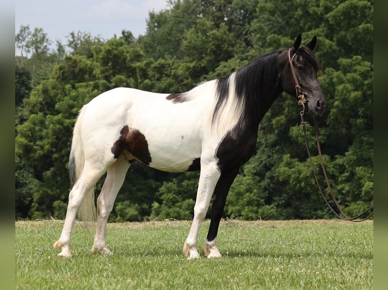 American Quarter Horse Castrone 8 Anni 152 cm Tobiano-tutti i colori in Somerset KY