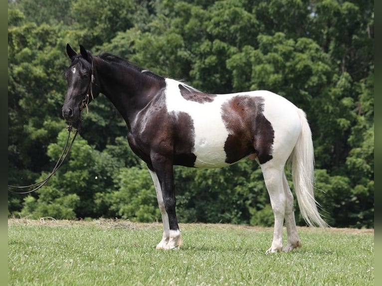 American Quarter Horse Castrone 8 Anni 152 cm Tobiano-tutti i colori in Somerset KY