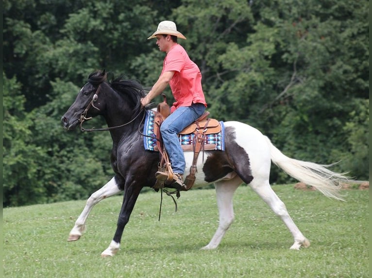 American Quarter Horse Castrone 8 Anni 152 cm Tobiano-tutti i colori in Somerset KY