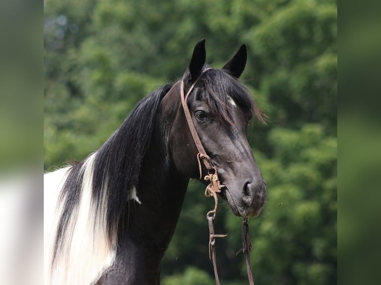 American Quarter Horse Castrone 8 Anni 152 cm Tobiano-tutti i colori in Somerset KY